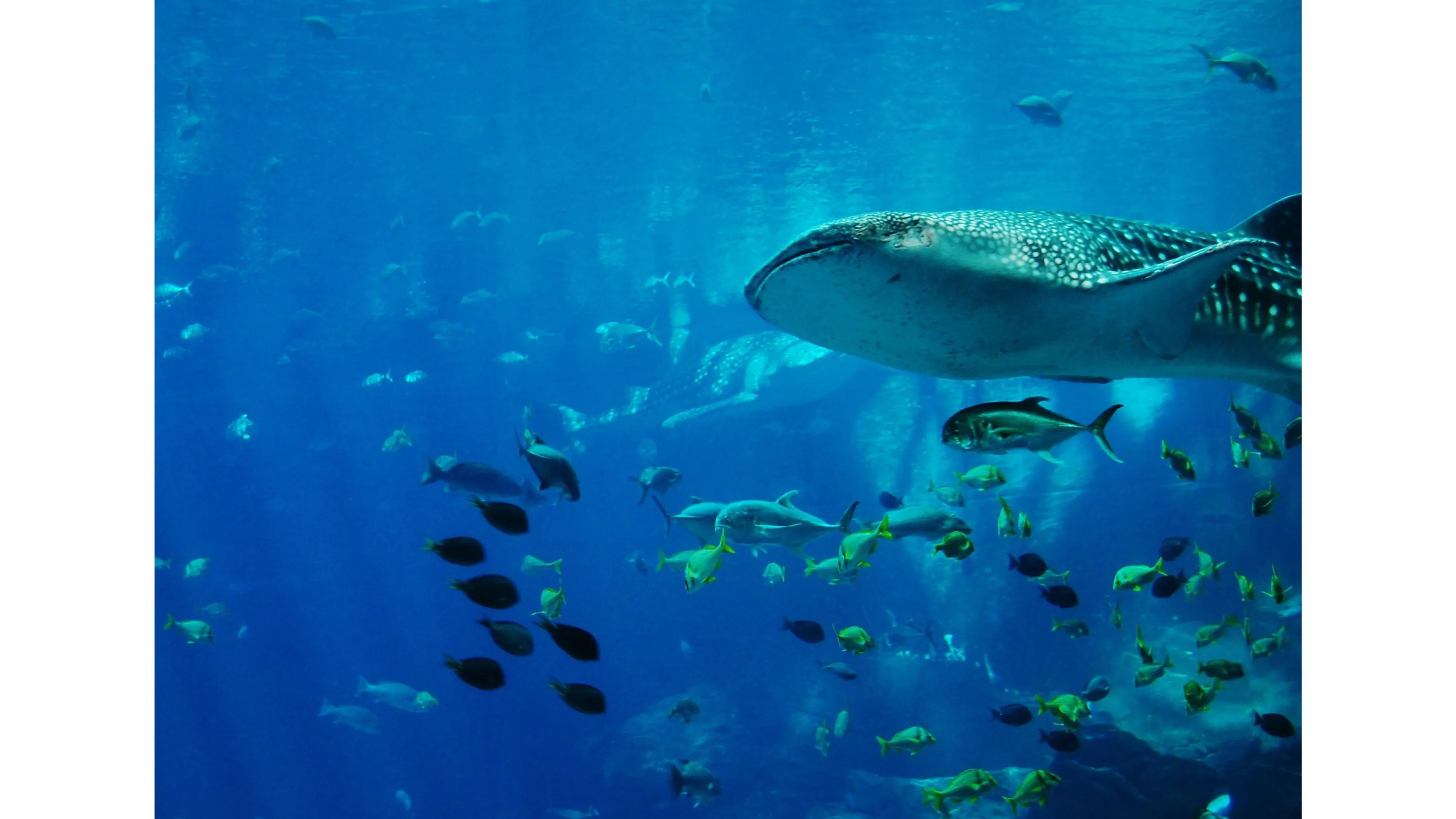 Dhigurah Island – Hidden Gem for Divers